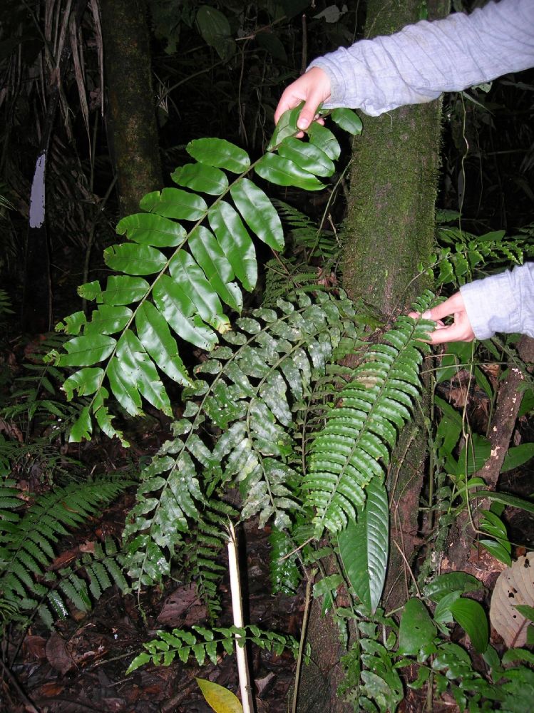 Lomariopsidaceae Lomariopsis farrarrii