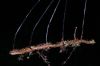 image of Oleandra articulata
