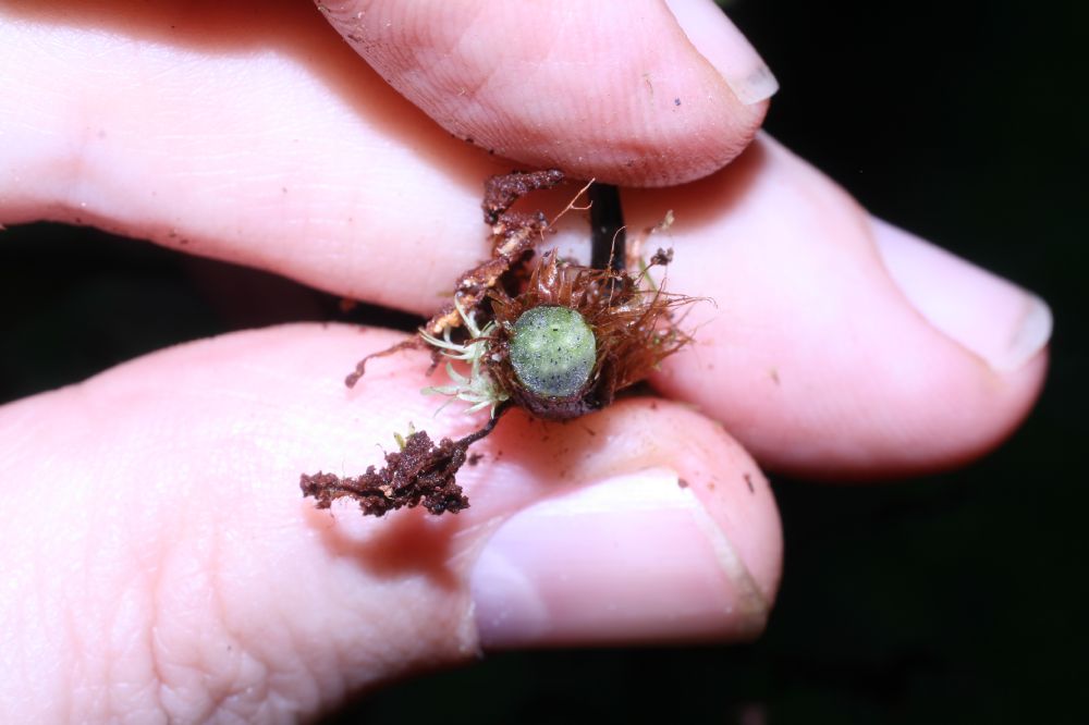 Oleandraceae Oleandra articulata
