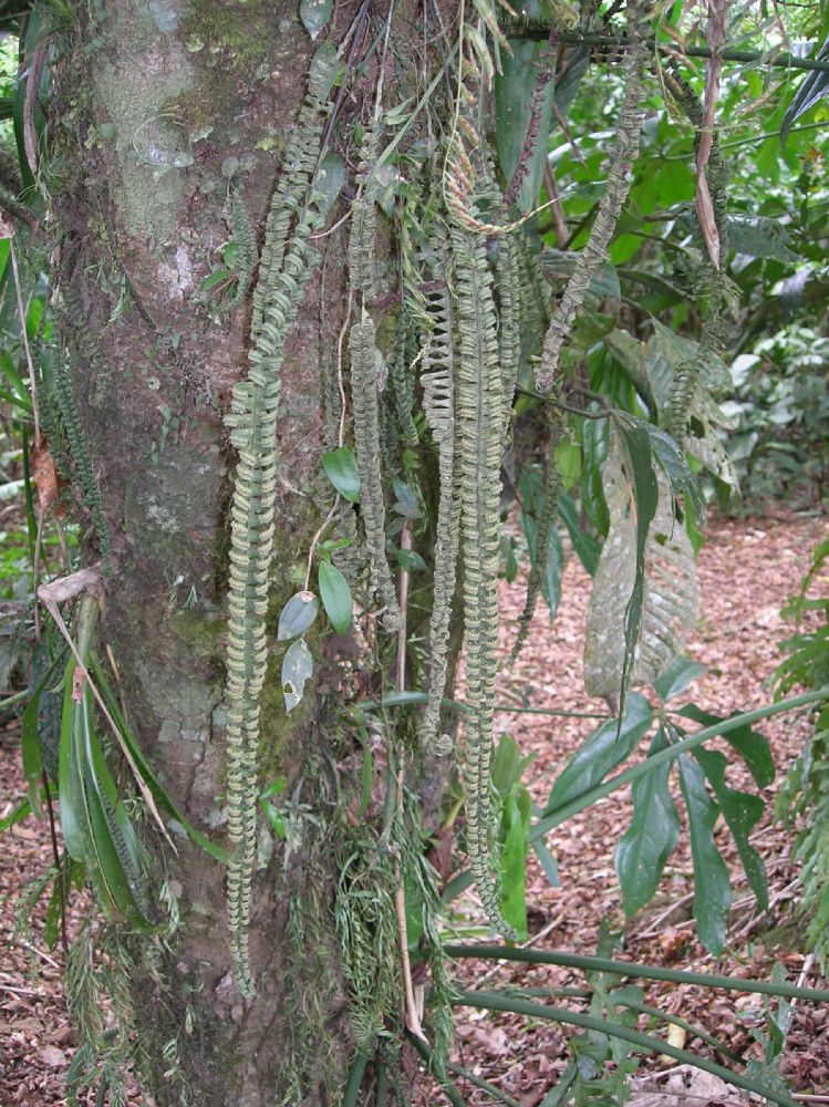 Polypodiaceae Pecluma hygrometrica