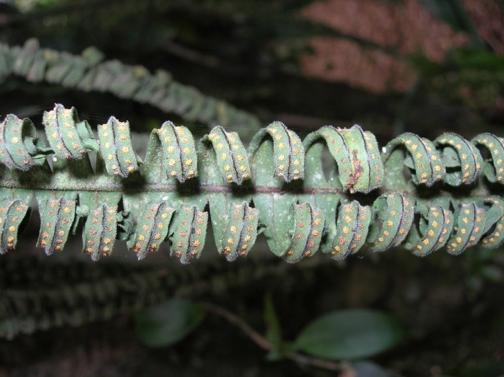 Polypodiaceae Pecluma hygrometrica