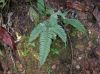 image of Pteris quadriaurita