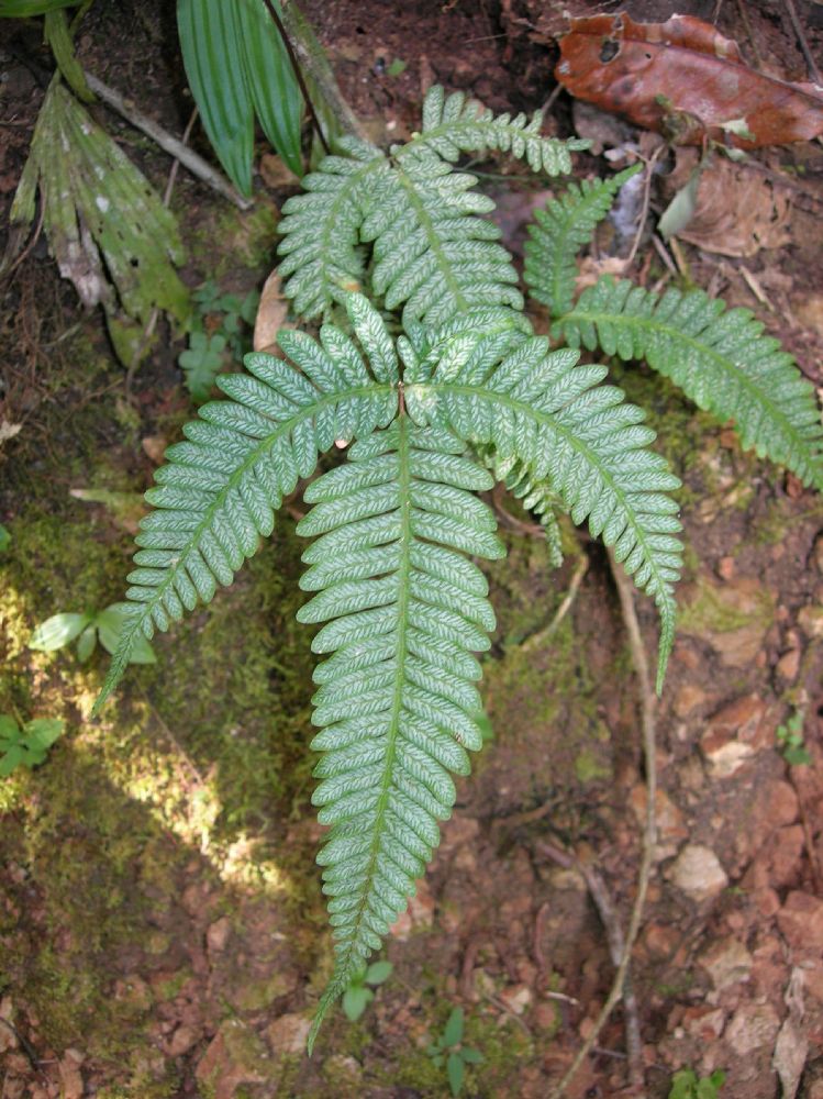 Pteridaceae Pteris quadriaurita