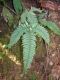 image of Pteris quadriaurita