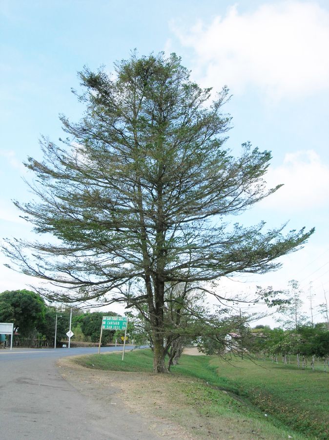 Combretaceae Bucida bucera