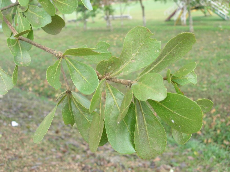 Combretaceae Bucida bucera