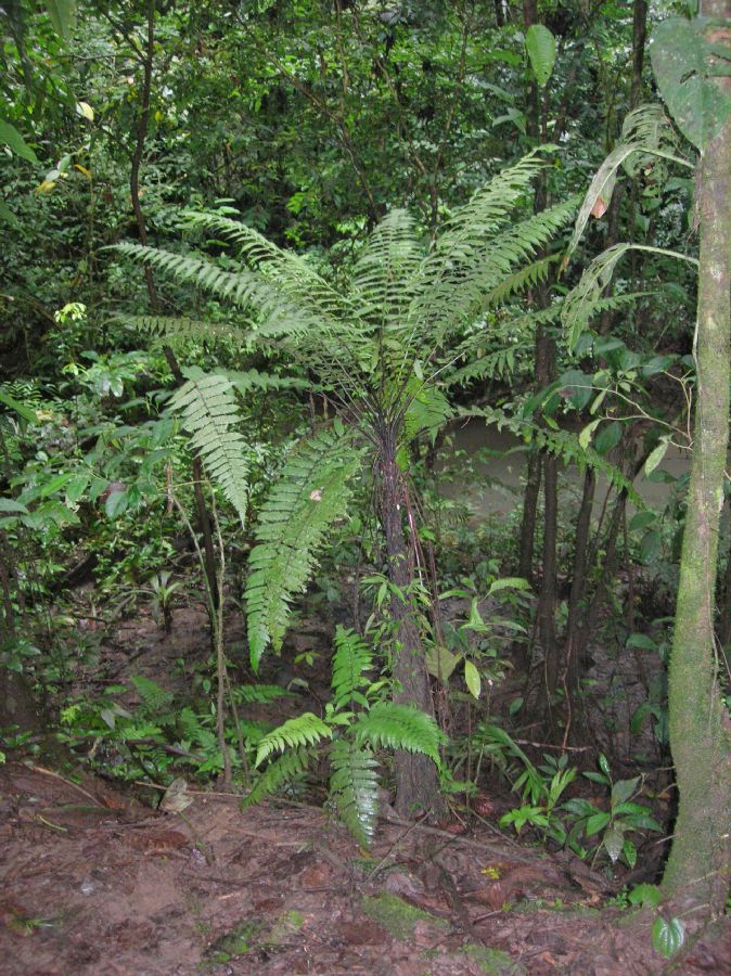 Athyriaceae Diplazium striatastrum
