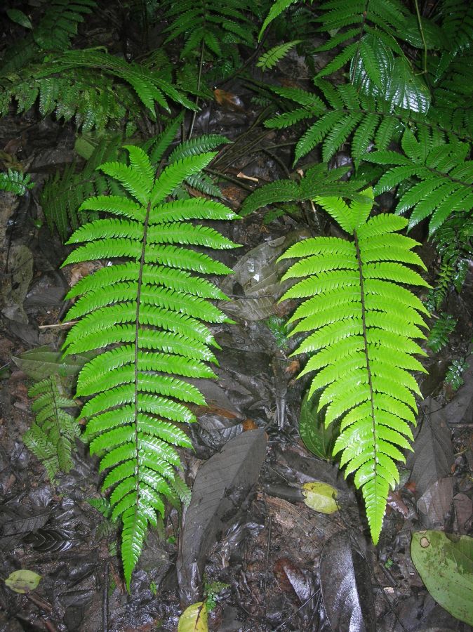  Goniopteris curta