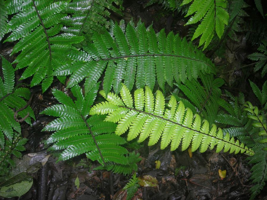  Goniopteris curta