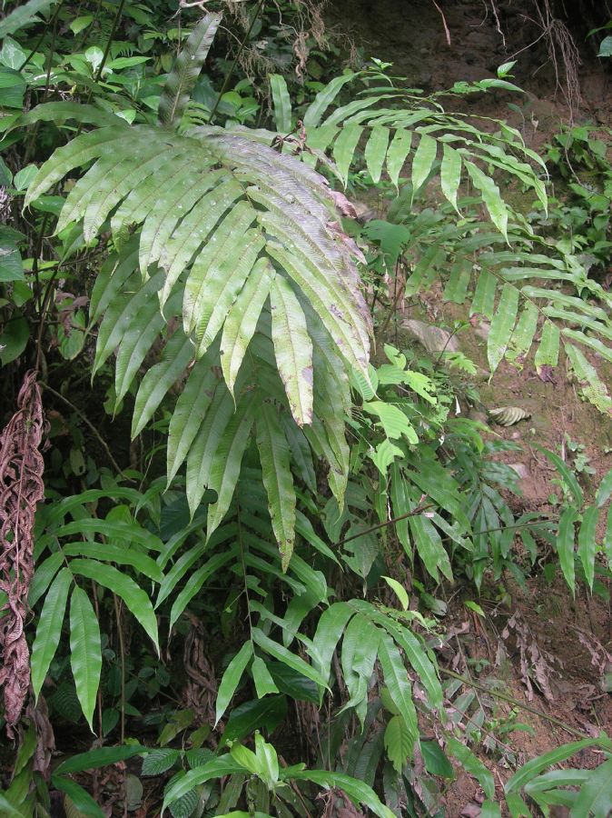 Thelypteridaceae Meniscium falcatum