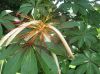 image of Pachira aquatica