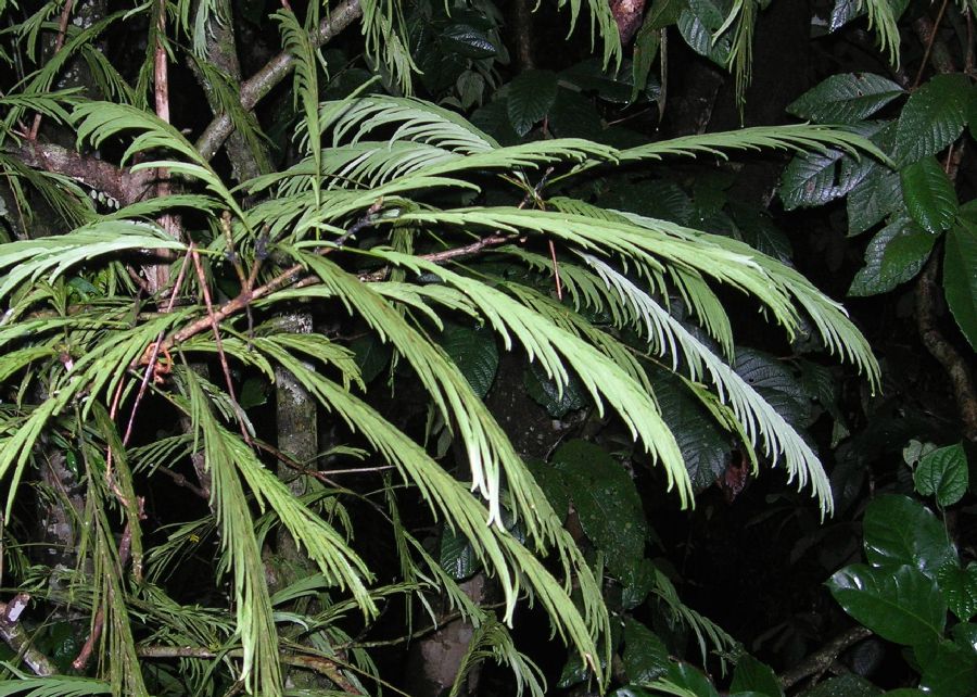 Fabaceae Pentaclethra macroloba