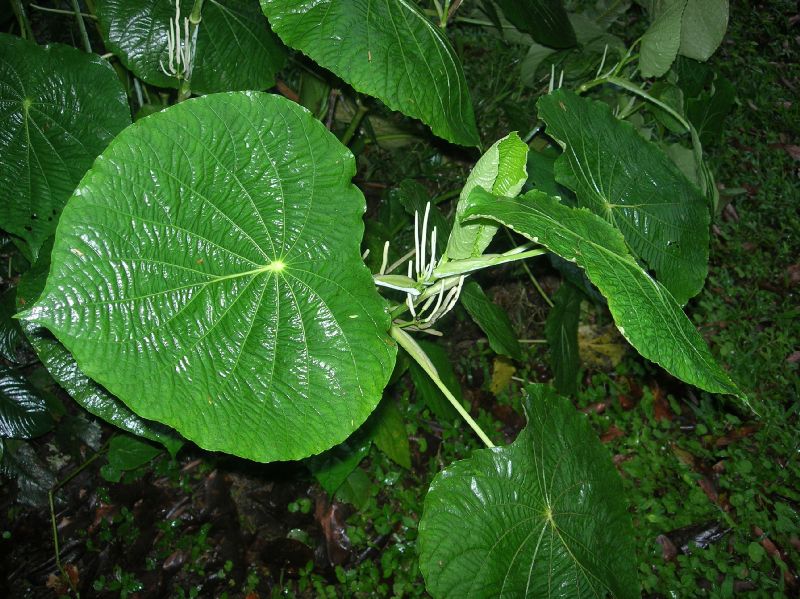Piperaceae Piper peltatum