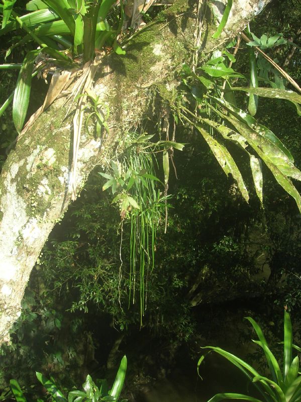 Pteridaceae Vittaria lineata