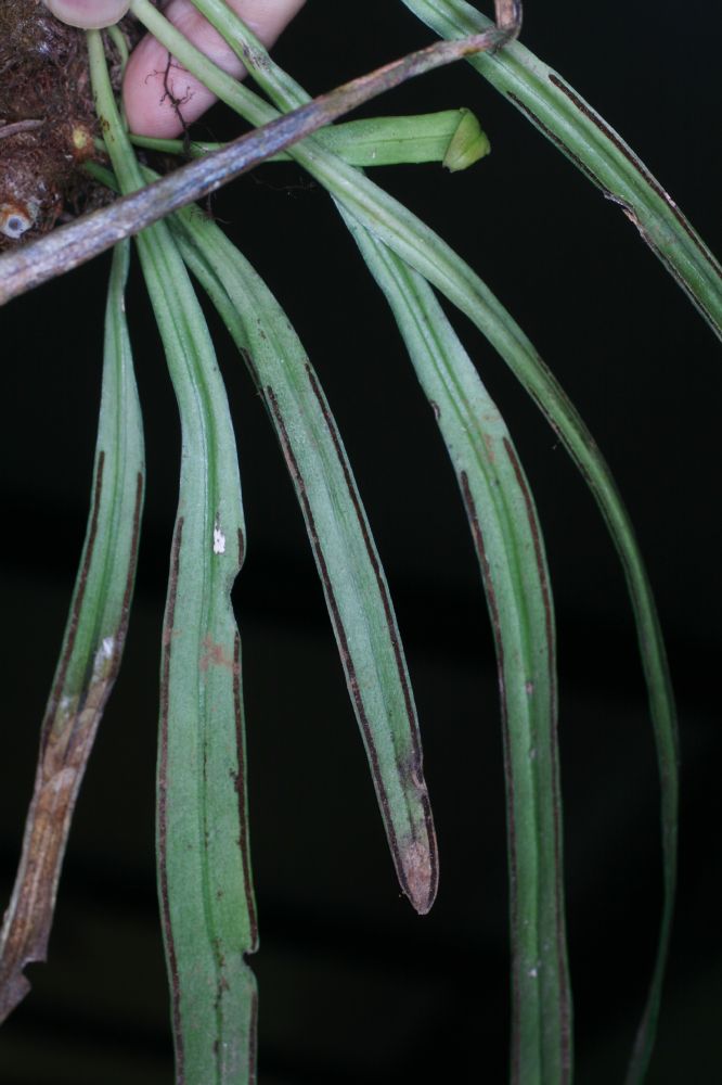 Pteridaceae Ananthacorus angustifolius