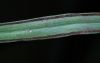 image of Ananthacorus angustifolius
