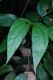 image of Bauhinia 