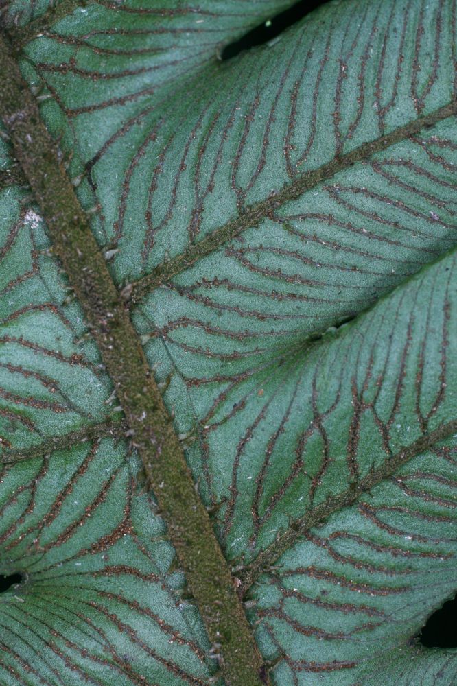 Athyriaceae Diplazium ceratolepis