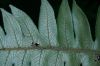 image of Diplazium ceratolepis