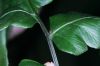 image of Diplazium macrophyllum