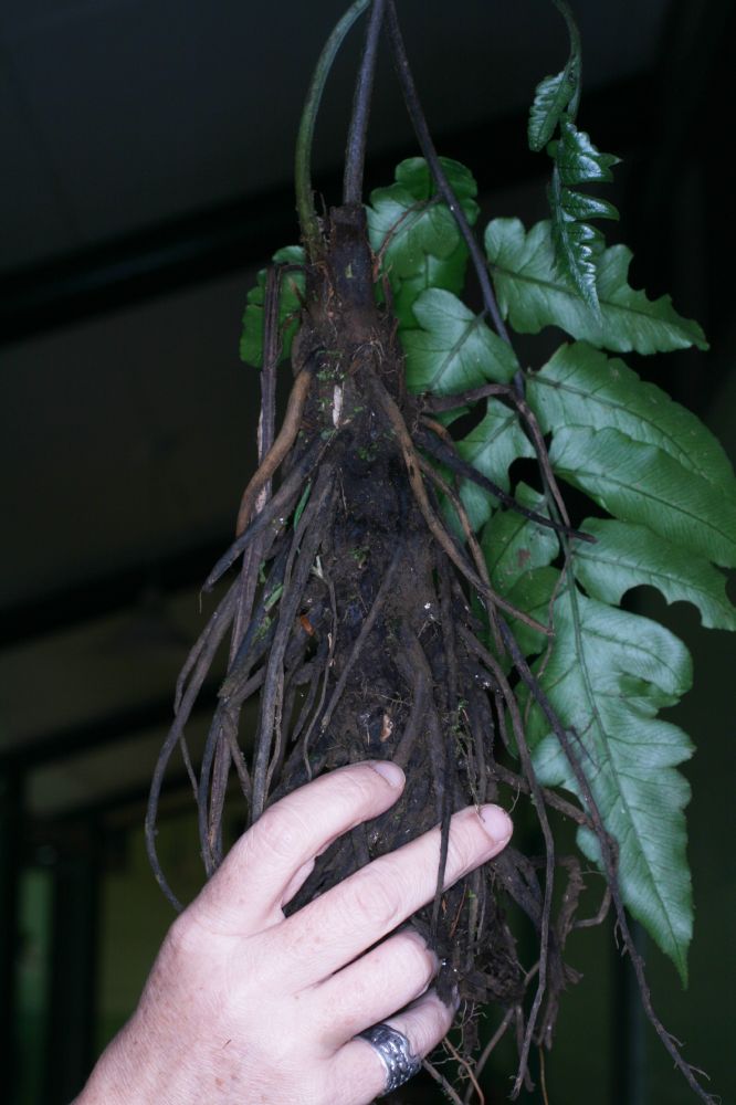 Athyriaceae Diplazium macrophyllum