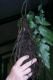 image of Diplazium macrophyllum