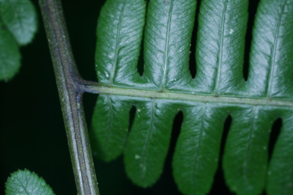 Athyriaceae Diplazium lindbergii