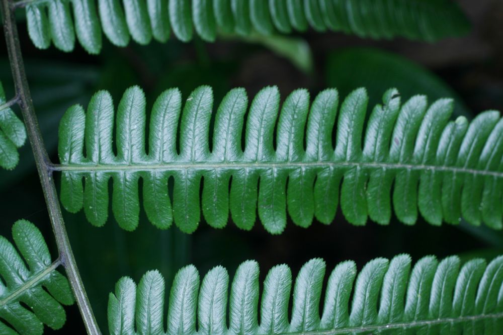 Athyriaceae Diplazium lindbergii