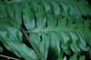 image of Diplazium macrophyllum