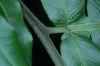 image of Diplazium macrophyllum