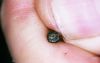 image of Dicranoglossum plantagineum