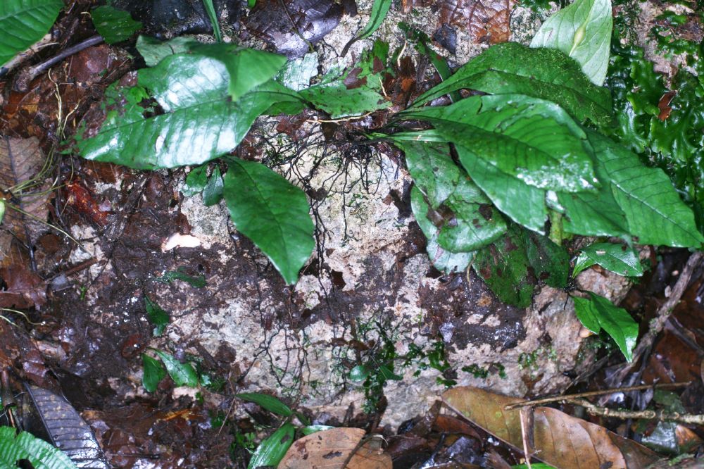 Polypodiaceae Dicranoglossum plantagineum