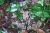 image of Dicranoglossum plantagineum
