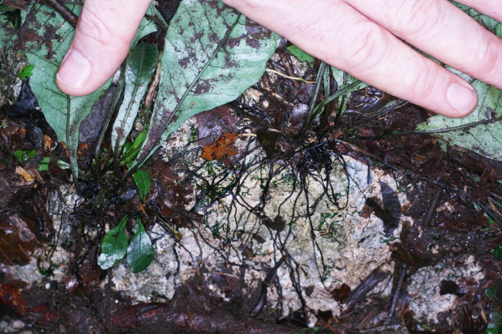 Polypodiaceae Dicranoglossum plantagineum