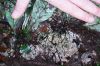 image of Dicranoglossum plantagineum