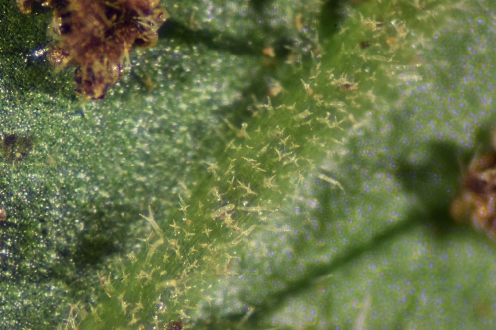 Thelypteridaceae Goniopteris 