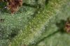 image of Goniopteris 