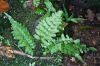 image of Hymenasplenium riparium