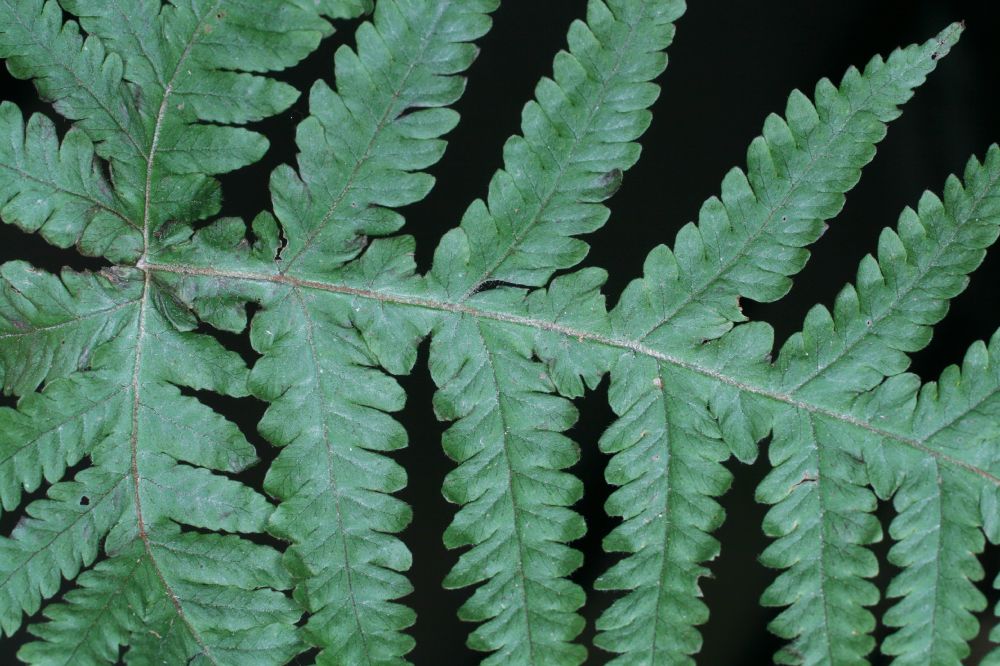 Tectariaceae Hypoderris brauniana