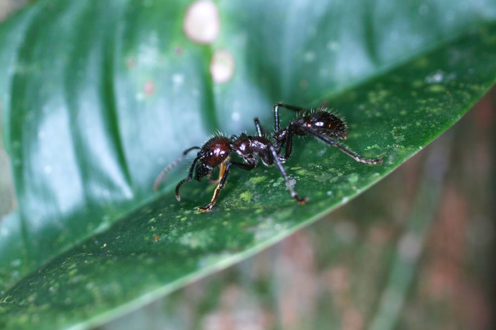  Paraponera clavata