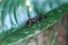 image of Paraponera clavata