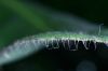 image of Elaphoglossum crinitum