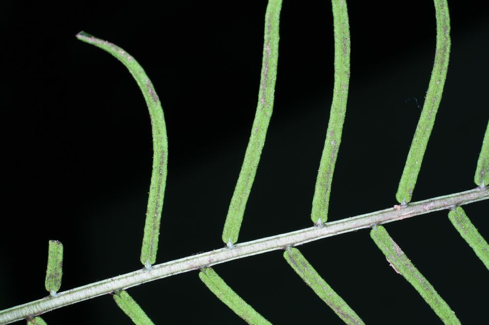 Lomariopsidaceae Lomariopsis vestita