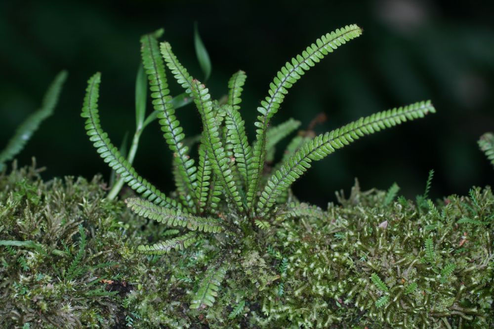 Polypodiaceae Moranopteris taenifolia