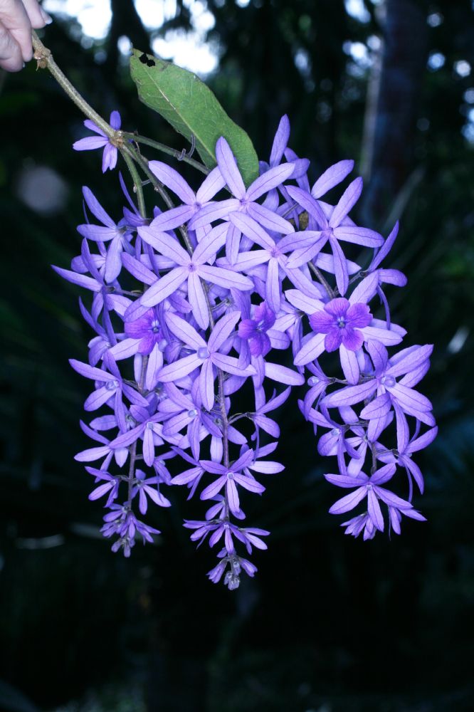 Verbenaceae Petrea volubilis