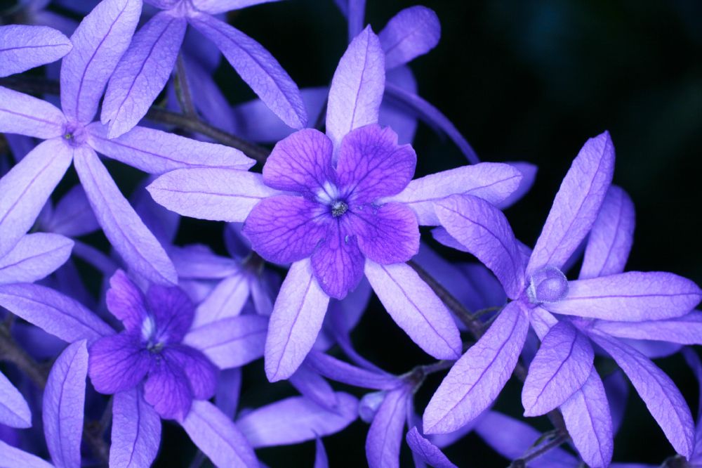 Verbenaceae Petrea volubilis