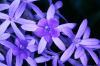 image of Petrea volubilis