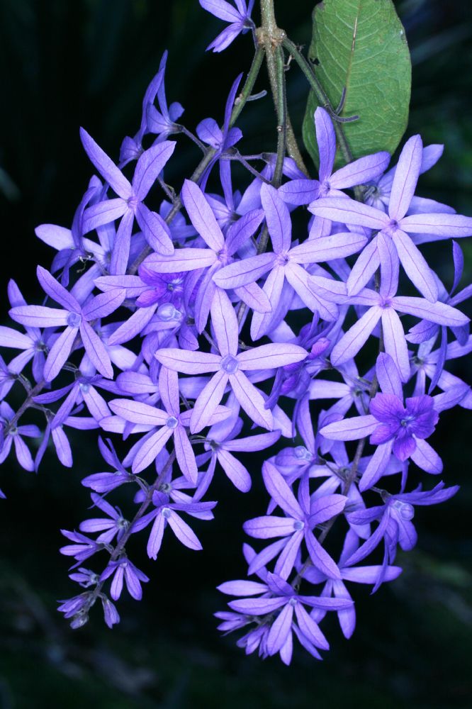 Verbenaceae Petrea volubilis