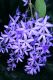 image of Petrea volubilis