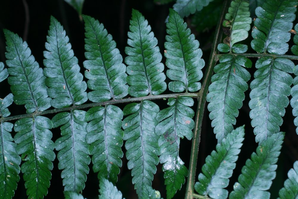 Dryopteridaceae Polybotrya alfredii